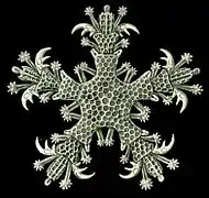 Ophiothrix fragilis juvénile, dessinée par Ernst Haeckel.