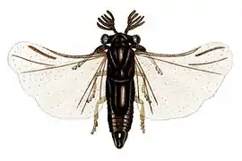 Halictophagus schwarzi (Halictophagidae)