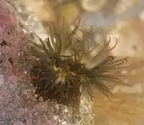 Haliplanella lineata, une Haliplanellidae