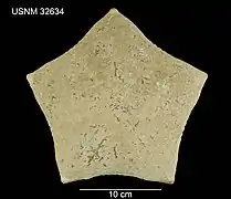 Face aborale d'un spécimen séché (holotype)