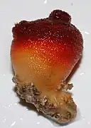 Halocynthia papillosa