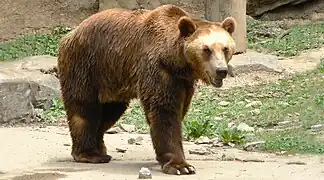 Un ours brun mâle du Domaine des Grottes de Han en Belgique.