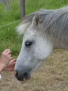 Tête d'un cheval gris en train d'être caressée