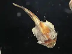 Harpagifer antarcticus (Harpagiferidae).