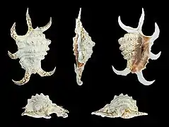 Harpago arthriticus ; longueur 138 mm ; origine Philippines.