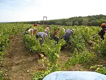 Photographie montrant une vendange manuelle à Gaillac