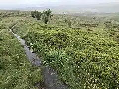 Hautes Chaumes du Forez en été.
