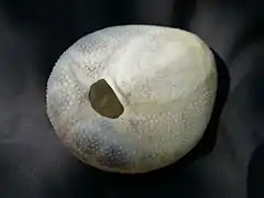 Vue ventrale centrée sur le péristome (bouche)