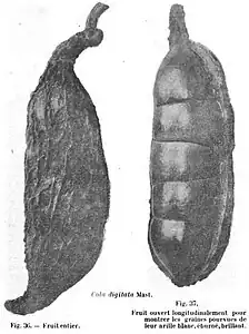 C. digitata Mast., fruit entier et fruit ouvert