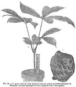 Jeune Cola digitata venu de graine au Jardin botanique de Marseille