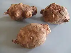 Tubercules de topinambour (Helianthus tuberosus).