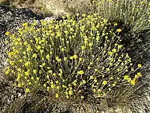 Immortelle des dunes