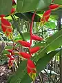 Heliconia rostrata.