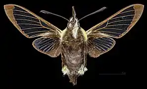 Revers de la femelle (coll.MHNT)