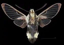 Revers du mâle (coll.MHNT)