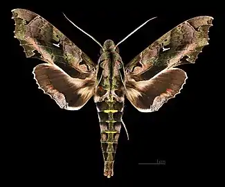 Hemeroplanes ornatus ♂  MHNT