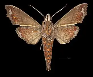 Hemeroplanes ornatus ♂  △	MHNT