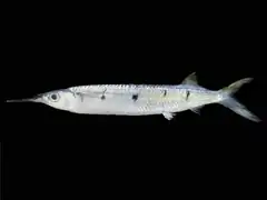 Hemiramphus far (Hemiramphidae)