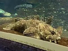 Hemitripterus villosus