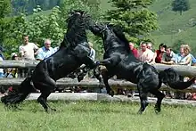 Photographie de deux chevaux cabrés s’affrontant devant des spectateurs protégés par une barrière.