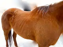 Gros plan sur les côtes saillantes d'un vieux cheval.