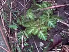 Rosette d'hivernage de la Berce du Caucase