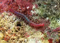 Un polychète du complexe Leocrates