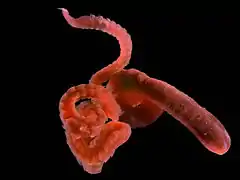 Heteromastus filiformis