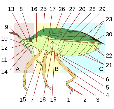 Vue latérale gauche