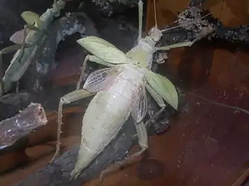 Heteropteryx dilatata femelle, un phasme brachyptère.