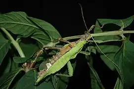 Heteropteryx dilatata