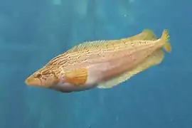 Heterostichus rostratus, un Clinidae.