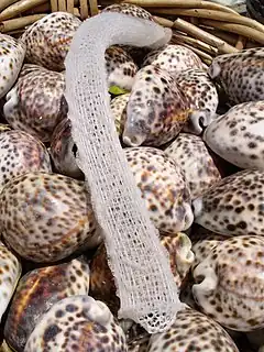 Euplectella aspergillum, une Lyssacinosida