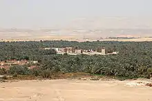 arbres dans le désert