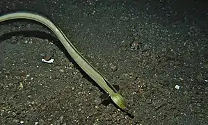 Ophichthus melanochir