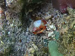 Hipponix conicus parasitant une Mitra cucumerina