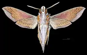 Femelle face ventrale