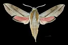 Apers du mâle (coll.MHNT)