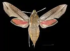 Apers de la femelle (coll.MHNT)