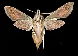 Revers de la femelle (coll.MHNT)