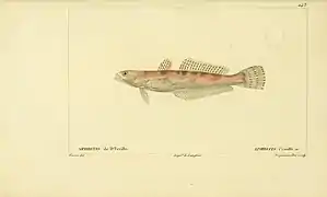 Pseudaphritis urvillii (Pseudaphritidae).