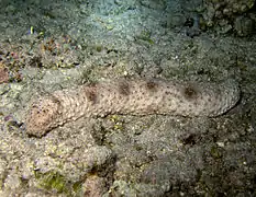 Holothurie cendre brune (Holothuria fuscocinerea), de nuit.