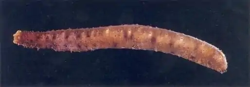 Holothuria surinamensis