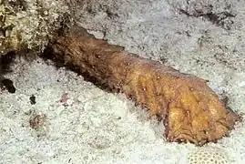 Holothuria thomasi