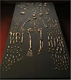 Photo des ossements d'Homo naledi étalés sur une table noire