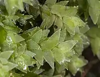 Hookeria acutifolia. On remarque que les cellules sont visibles à l’œil nu, fait rare chez les bryophytes. Les feuilles sont aplanies, donnant un aspect écrasé au rameau.