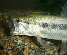 Ce poisson, le Traíra ou Hoplias malabaricus est un redoutable poisson-tigre. Il est muni de dents jusque dans son palais. On le trouve depuis le  Mexique jusqu'au río de la Plata. C'est une star de la pêche sportive. La violence avec laquelle il se rue sur tout type de proie est vraiment spectaculaire. Il peut atteindre un poids de 4 kilos.