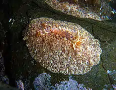 Hoplodoris bifurcata/Carminodoris pustulata