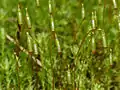 Sporophytes