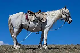 Altaï gris, sellé, dans la steppe de la Tchouïa, monts Altaï.